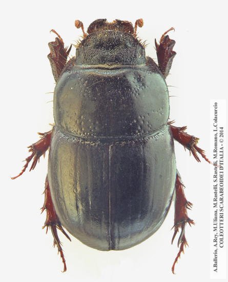 Hybalus benoiti, femmina