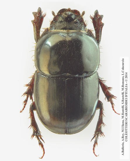 Hybalus benoiti, maschio