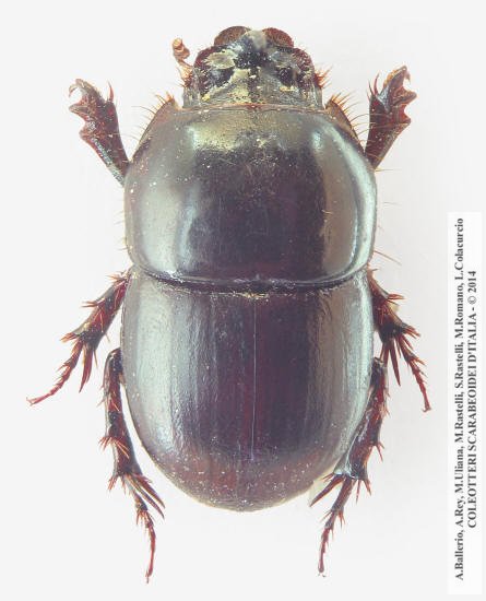 Hybalus cornifrons, maschio