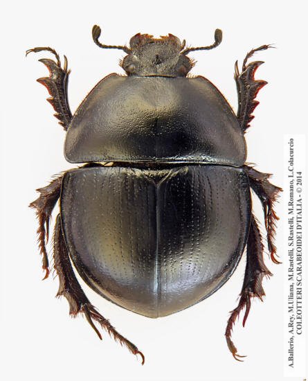 Jekelius marginatus, femmina