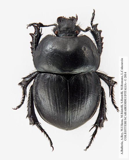 Jekelius sardous, maschio