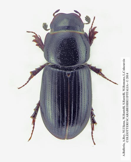 Liothorax niger