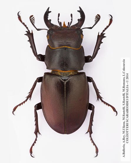Lucanus tetraodon sicilianus