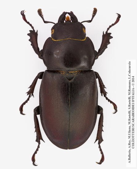 Lucanus tetraodon tetraodon, femmina