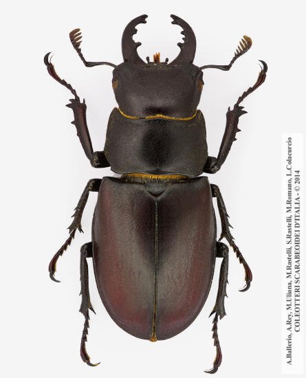 Lucanus tetraodon tetraodon, maschio