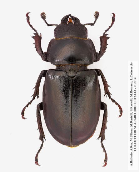 Luvcanus cervus cervus, femmina