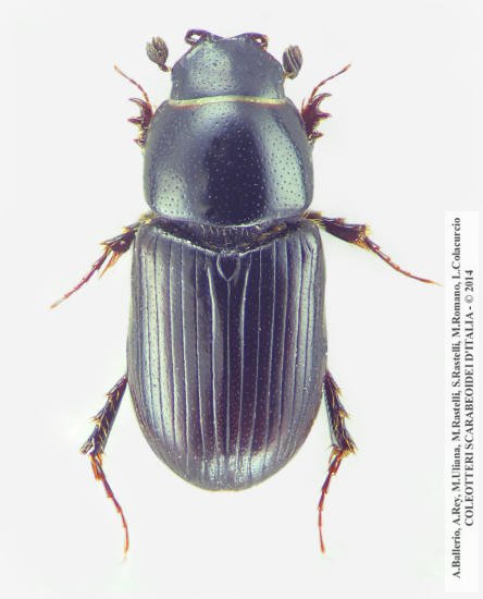 Mecynodes striatulus