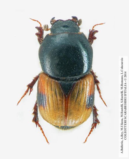 Megatelus contractus