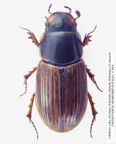 Melinopterus consputus, femmina