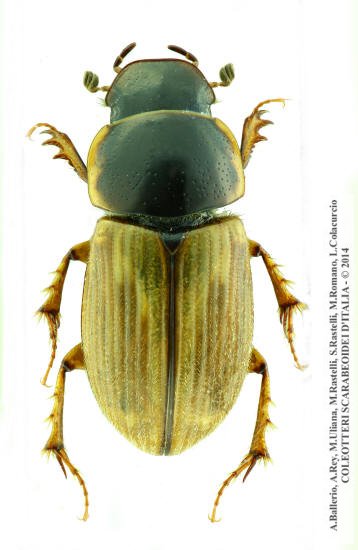 Melinopterus prodromus, maschio