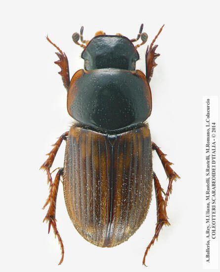 Melinopterus punctatosulcatus, maschio
