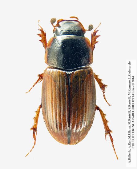 Melinopterus reyi, femmina