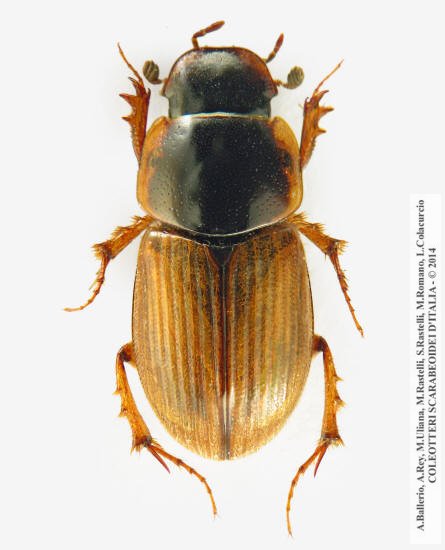 Melinopterus reyi, maschio