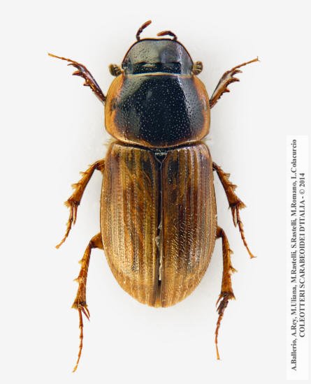 Melinopterus sphacelatus, maschio