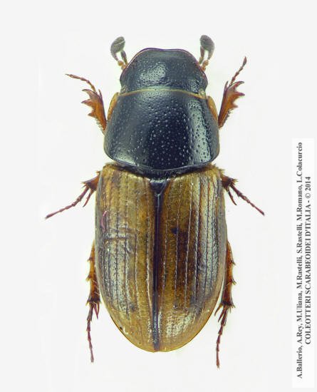 Melinopterus stolzi, femmina