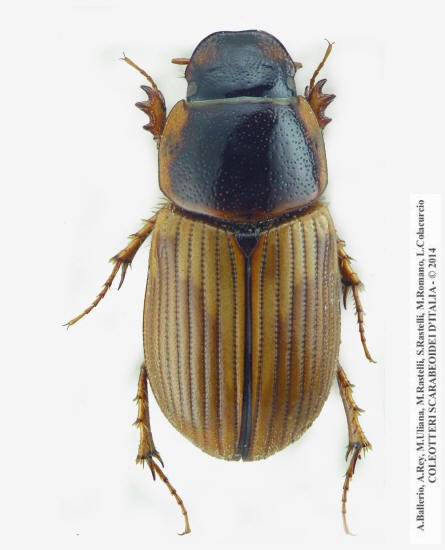 Melinopterus tingens, femmina