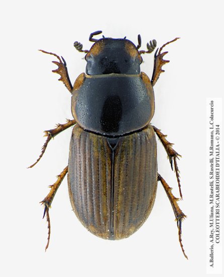 Melinopterus consputus, maschio