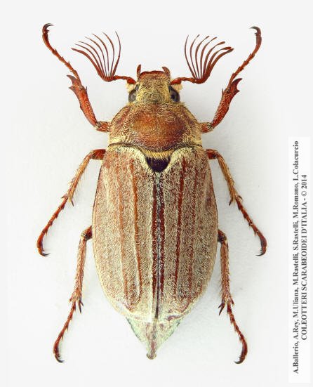 Melolontha hippocastani, maschio 