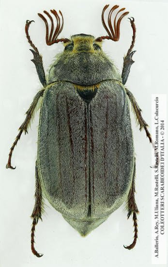 Melolontha sardiniensis, maschio