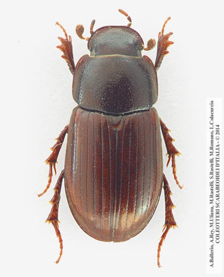 Neagolius  montanus, maschio