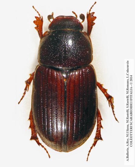 Neagolius bilimeki, femmina