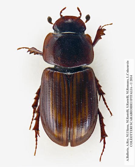 Neagolius bilimeki, maschio