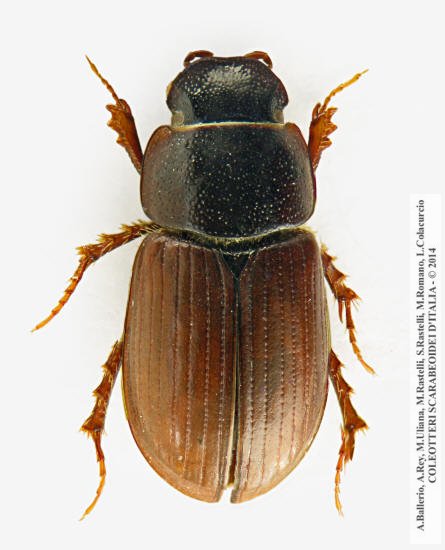 Neagolius schlumbergeri samniticus, maschio