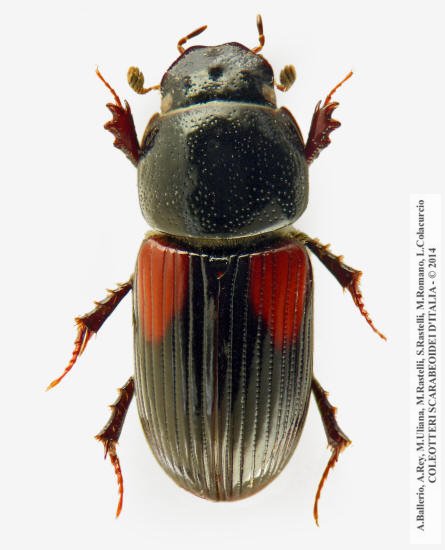 Nialus varians ab. fabricii