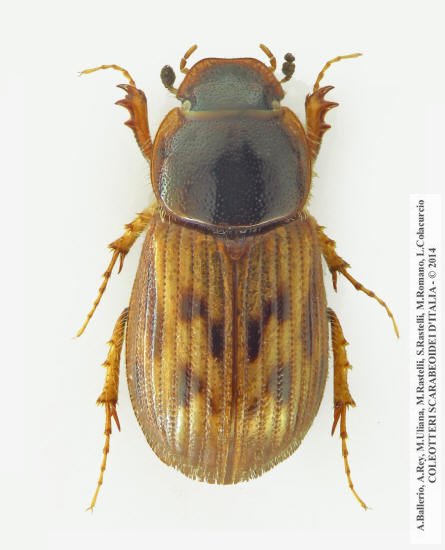 Nimbus franzinii, femmina 