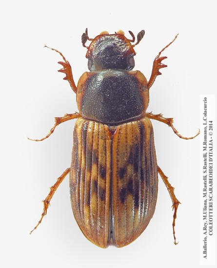 Nimbus johnsoni, femmina