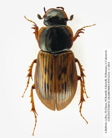 Nimbus obliteratus, maschio