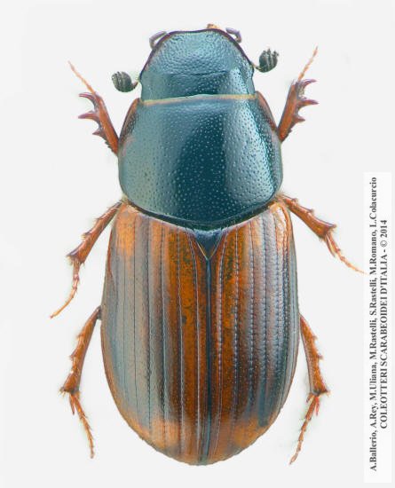 Nobius serotinus, femmina