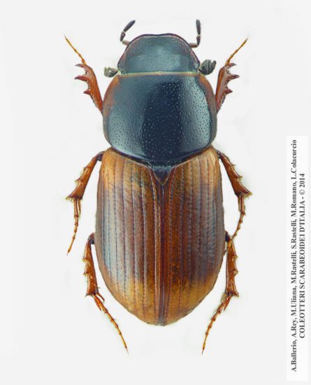 Nobius serotinus, maschio