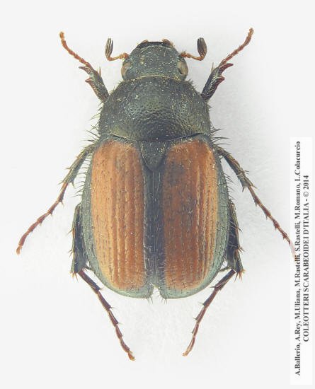 Omaloplia lonae