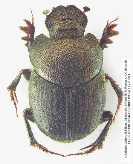 Onthophagus  punctatus