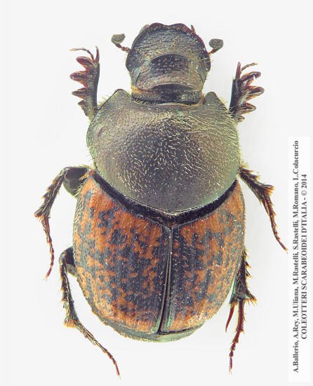 Onthophagus opacicollis
