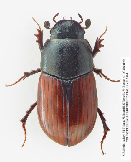 Oromus alpinus