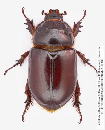 Oryctes nasicornis corniculatus, femmina