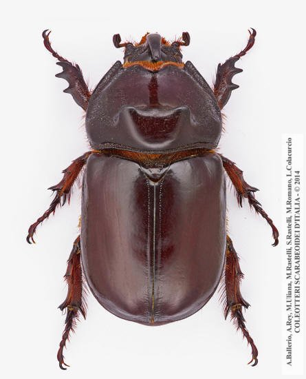 Oryctes nasicornis corniculatus, maschio