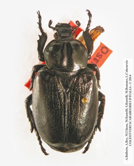 Osmoderma cristinae, maschio