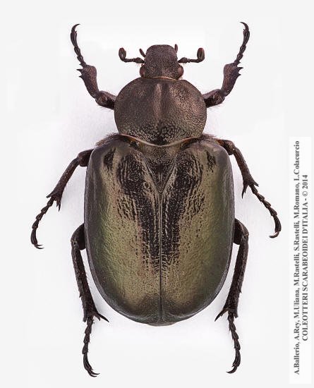 Osmoderma eremita, femmina 