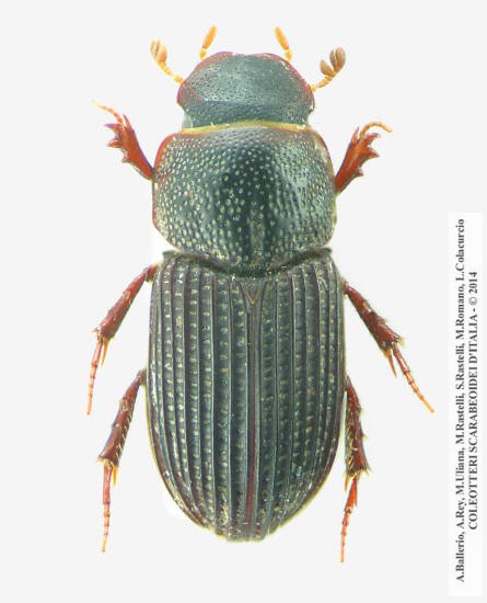Oxyomus sylvestris