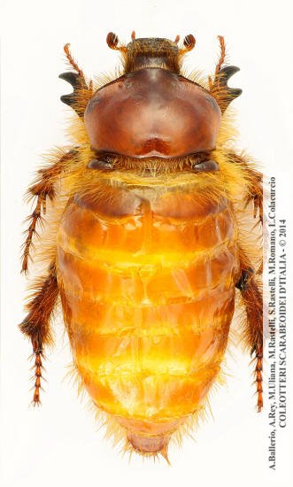 Pachypus caesus, femmina