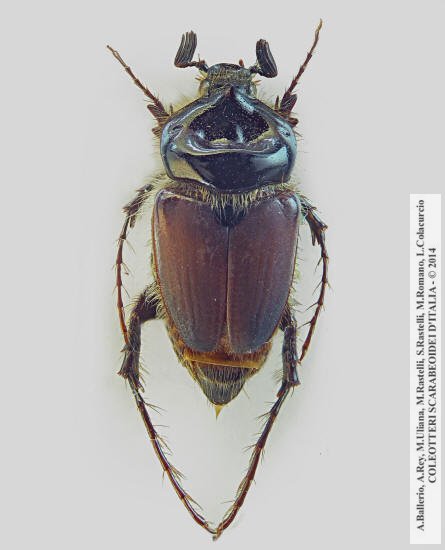 Pachypus melonii, maschio