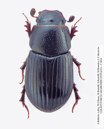 Parammoecius corvinus