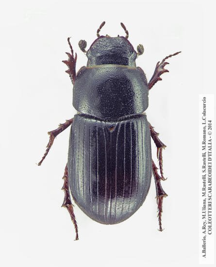 Parammoecius pyrenaeus