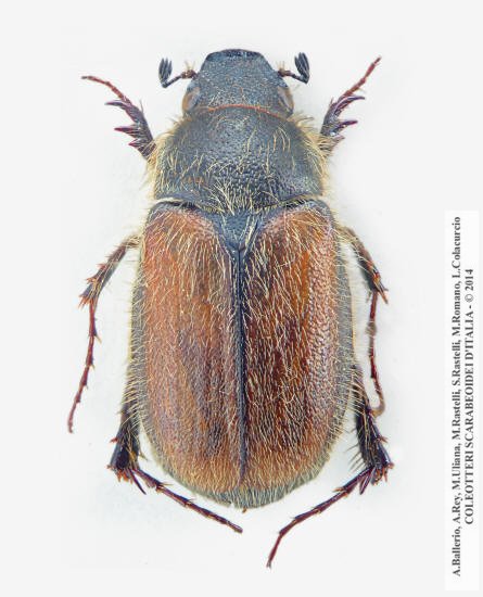 Paratriodonta cinctipennis, femmina