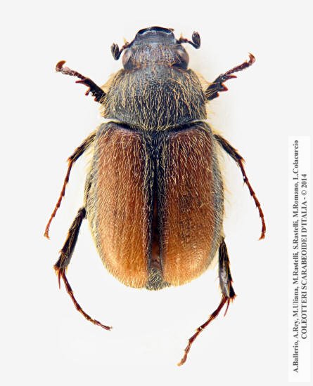 Paratridonta cinctipennis, maschio