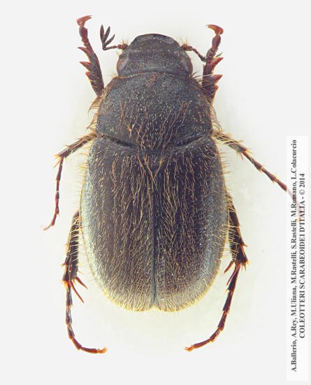 Paratridonta romana, femmina