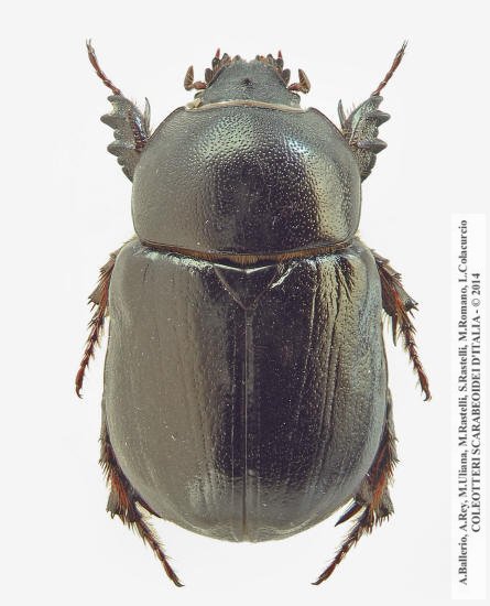 Pentodon algerinus algerinus